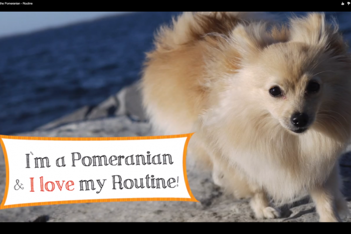 Poirot the Pomeranian – Routine